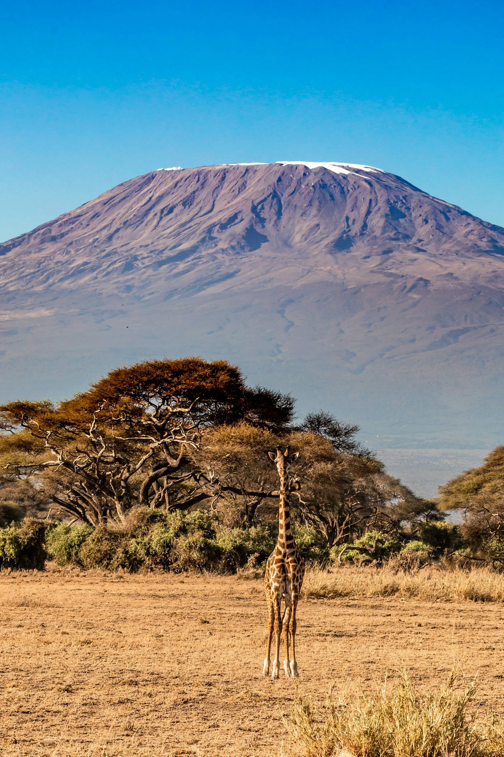 Mt. Kilimanjaro via the Rongai route 