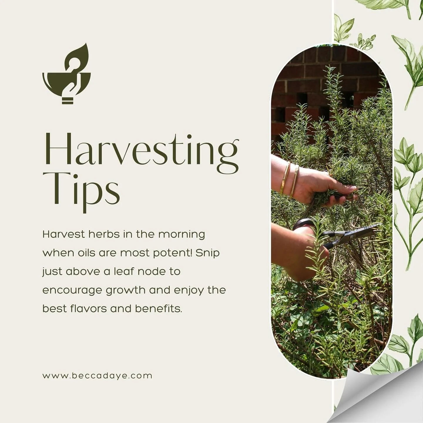 The act of harvesting herbs from your garden 🪴 is part of the medicine! 🌿🌿🌀

#herbal #herbalinspiration #herbgarden #herbgardener #herbalhealing #herbalmedicine