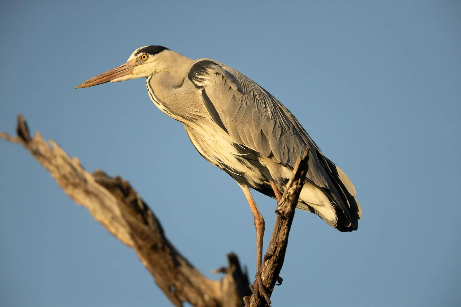 A heron perched on a branch against a clear blue sky.