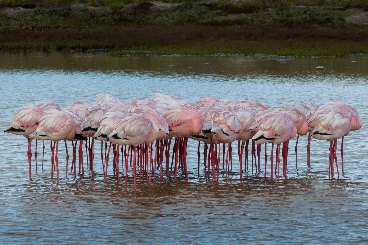 A group of flamingos standing together in shallow water.