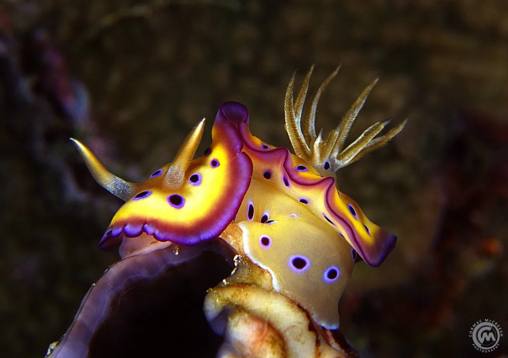 The Reefs of Wakatobi Dive Resort