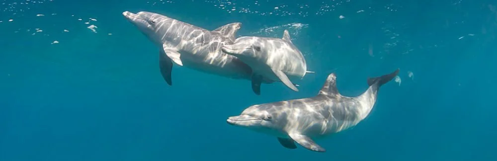Swimming with Dolphins