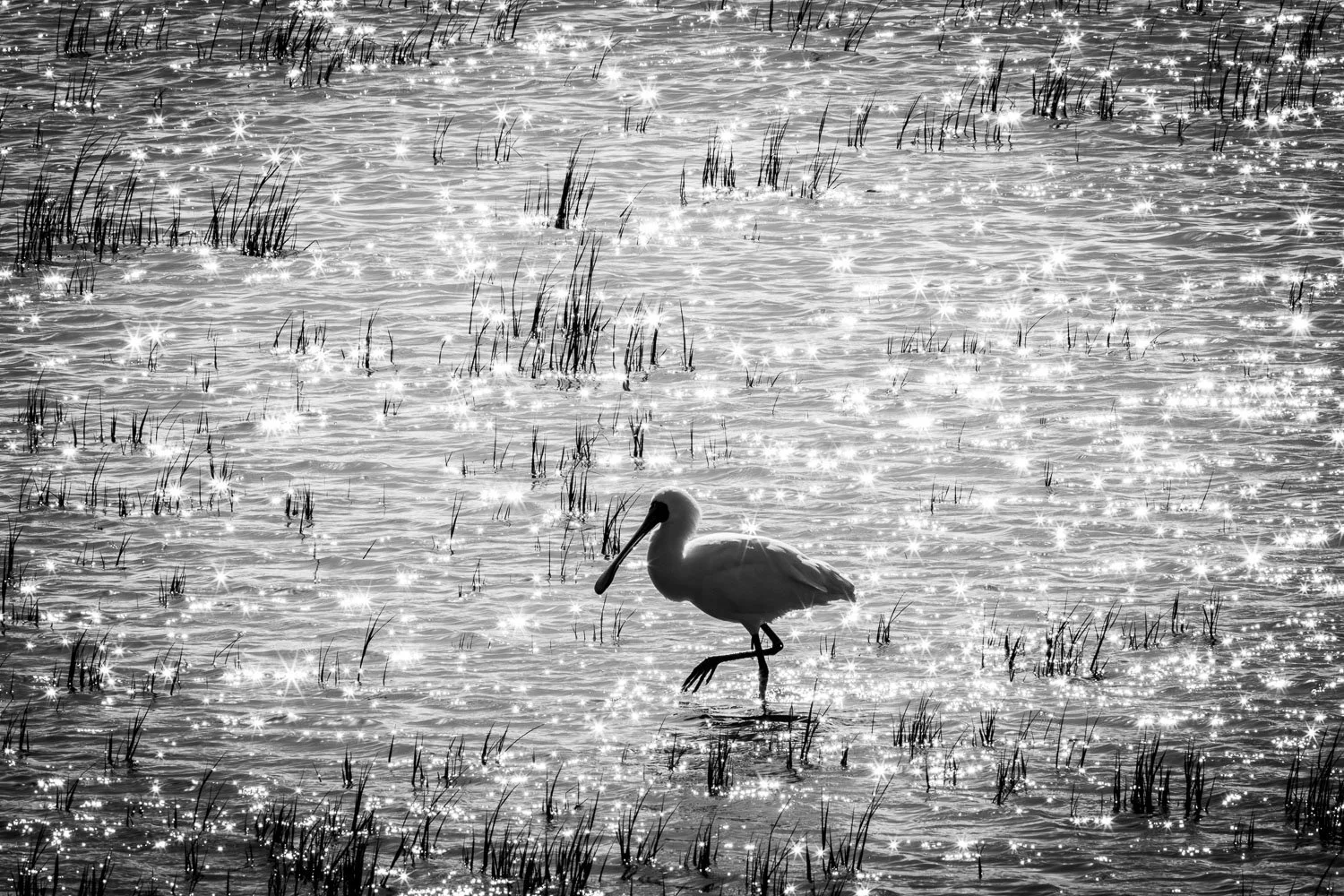 A silhouette of a bird (likely an egret or heron) standing in shallow water with reeds, sparkling sunlight reflecting on the surface, in black and white.