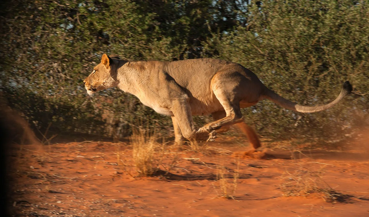 A lioness running through a dry, red dirt landscape with sparse vegetation and bushes in the background.