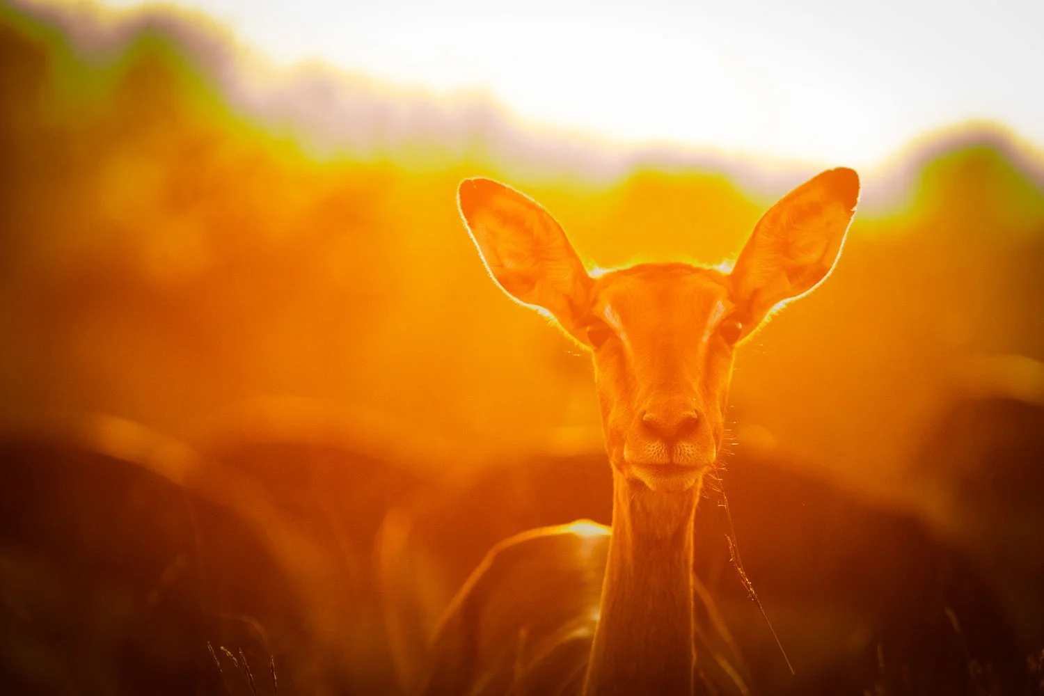 A deer standing in a field at sunset, backlit with a warm orange glow.