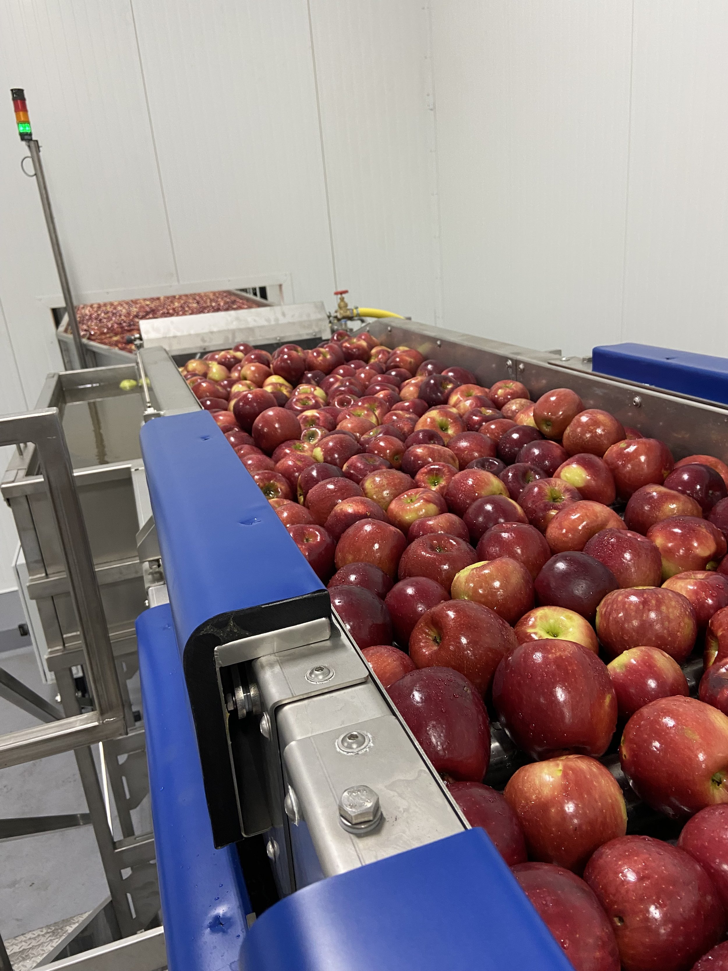 A conveyor belt transporting red and green apples in a processing facility.