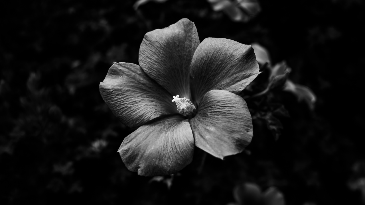 Why You’re Triggered: A Psychological Introduction to Shadow Work