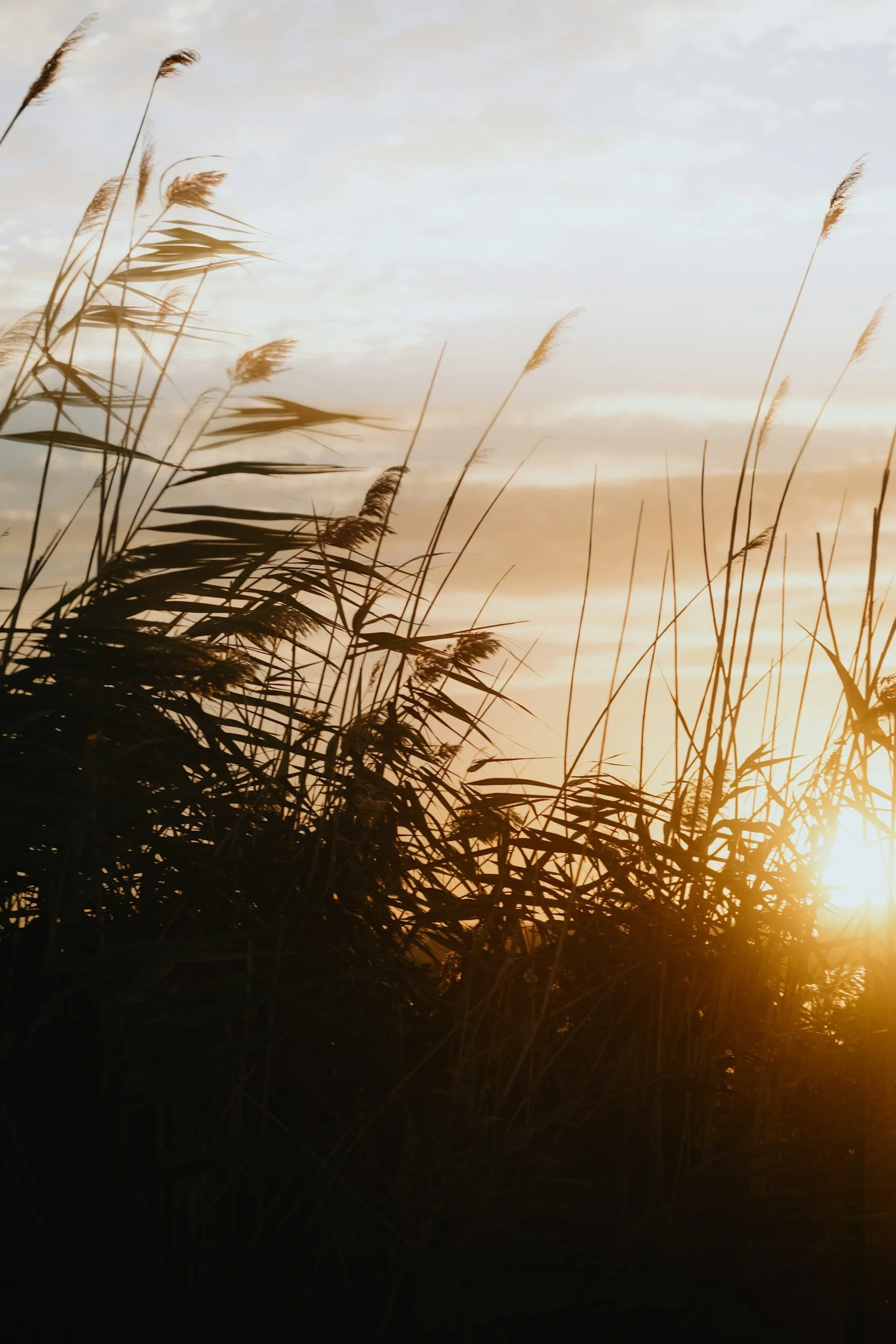 Tall grass and reeds silhouetted against a sunset sky with clouds, warm light, and a faint glow near the horizon.