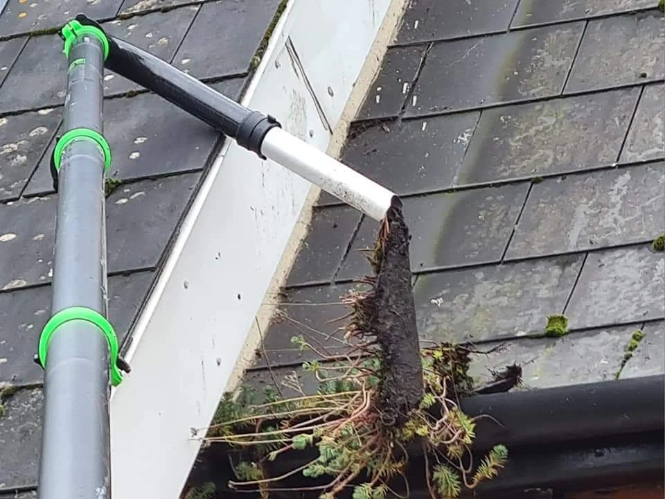 A garden pipe directed at a plant, which is growing around a drain pipe on a roof with dark shingles.