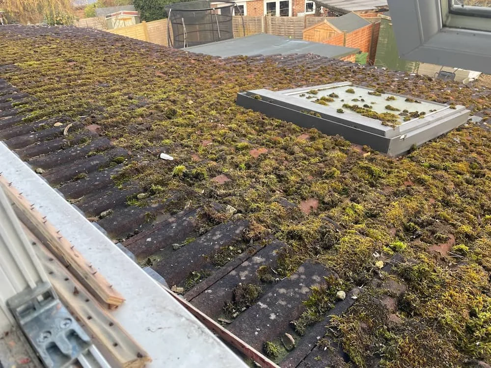 Single storey residential roof completely covered in a thick blanket of heavy green moss in Earley before manual scraping.