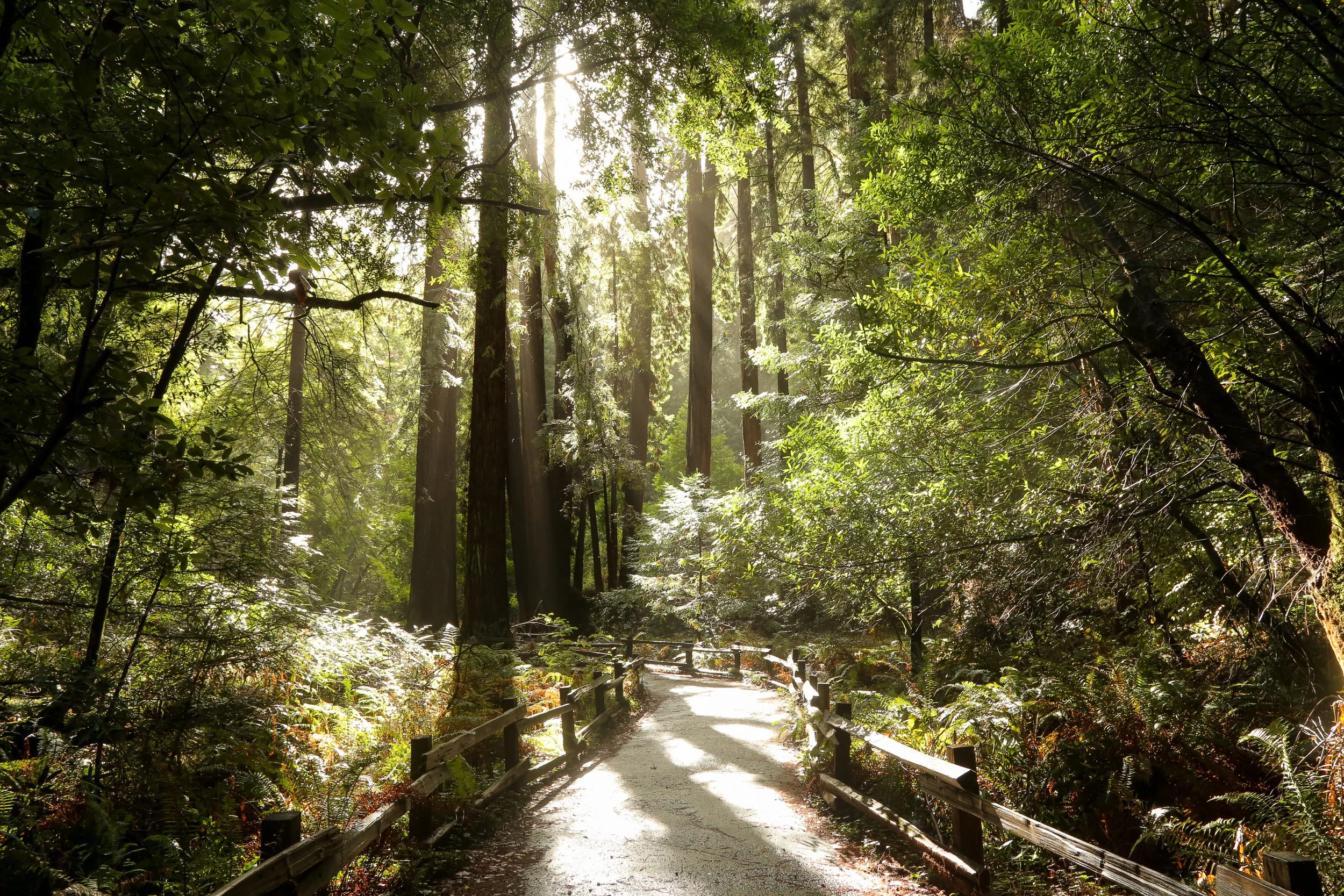 A sunlit forest pathway with tall trees and lush green foliage.