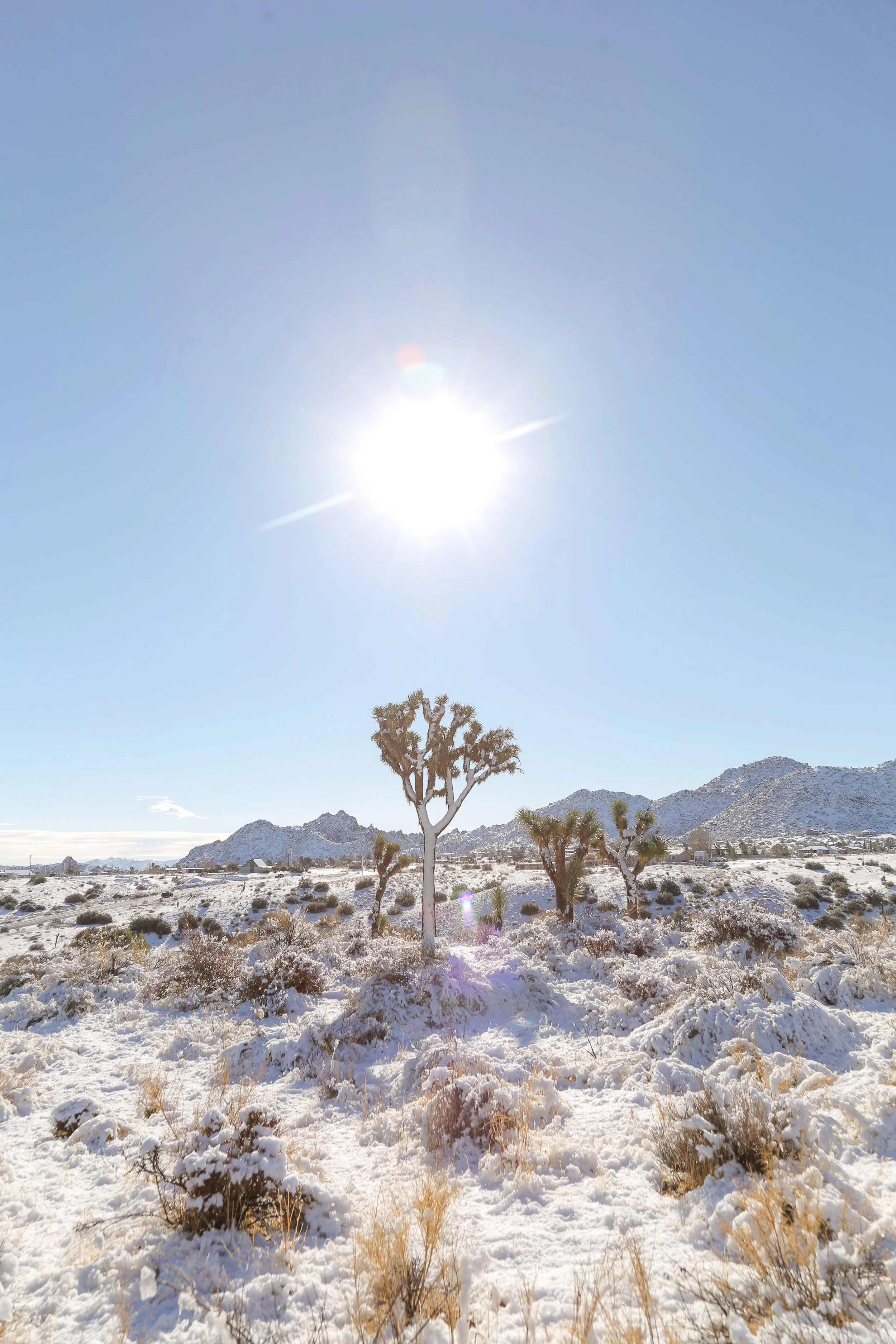 Snow-covered desert landscape under a bright sun with Joshua trees and mountain ranges in the background.