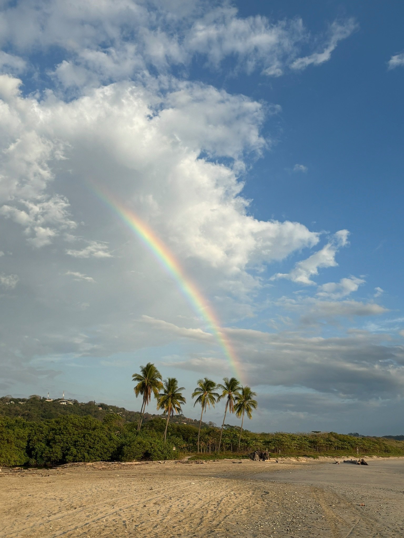 A beach with a rainbow in the sky and palm trees along the shoreline.