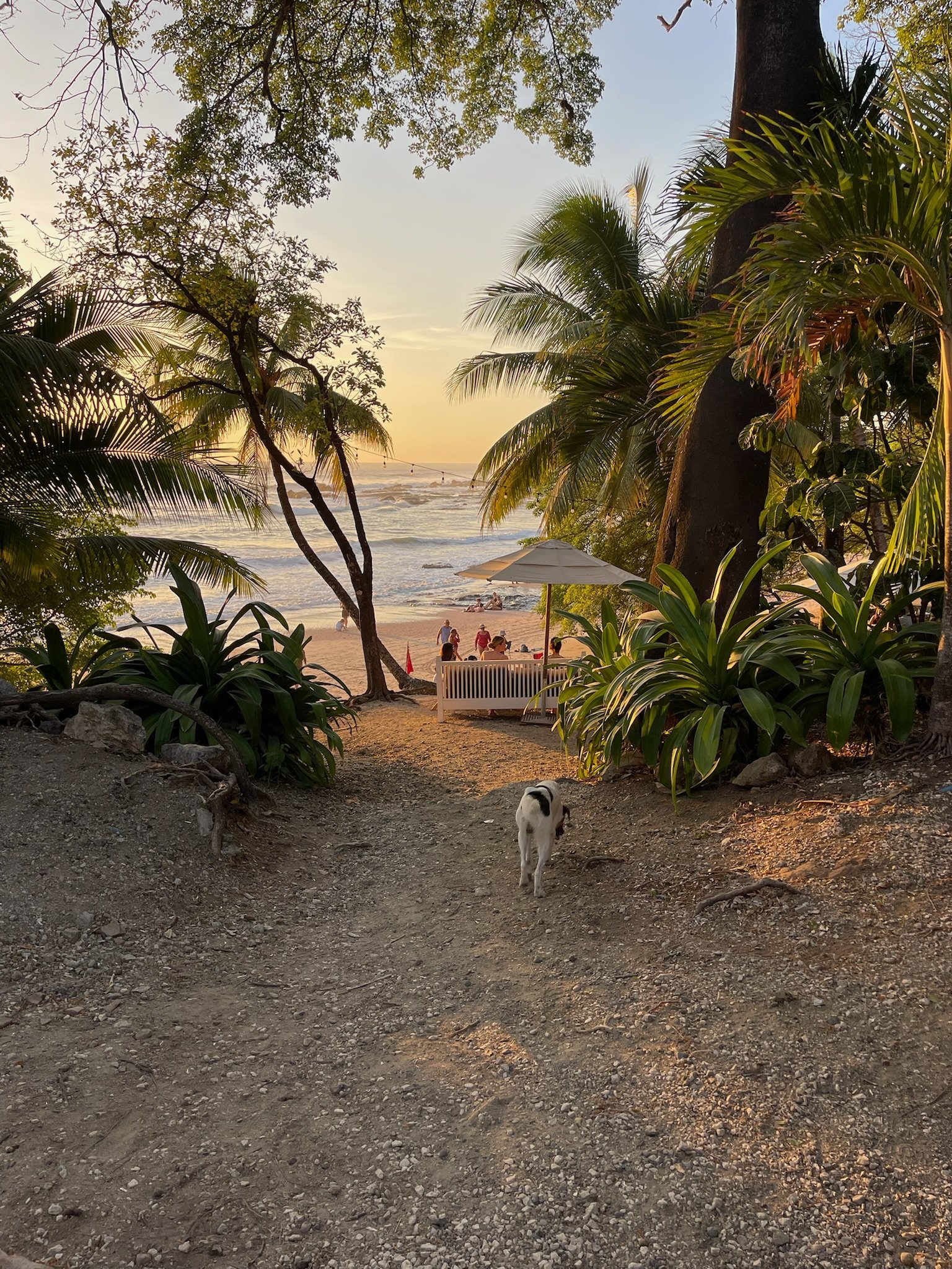 A dirt pathway leading to a beach with palm trees and other greenery on both sides. In the distance, people sit under a white umbrella near the shoreline with waves and the ocean at sunset.