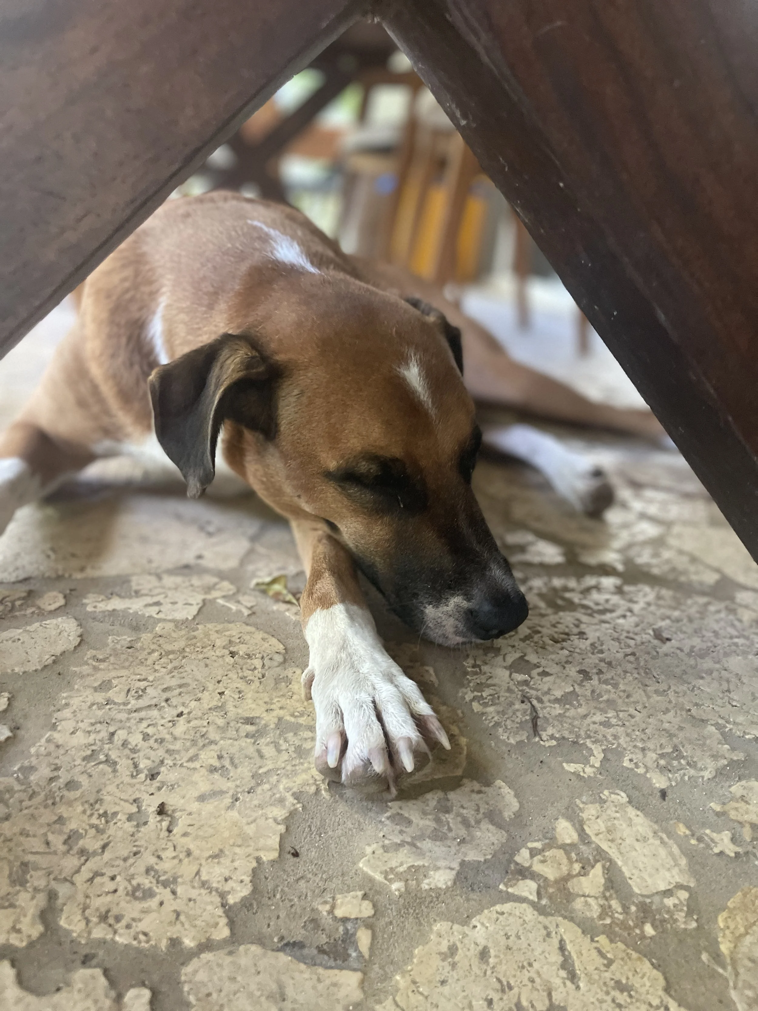 A brown and white dog sleeping on a stone floor under a wooden table.