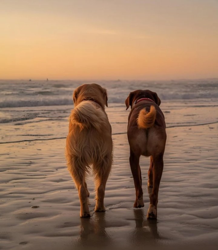 Add One Friend to My Room