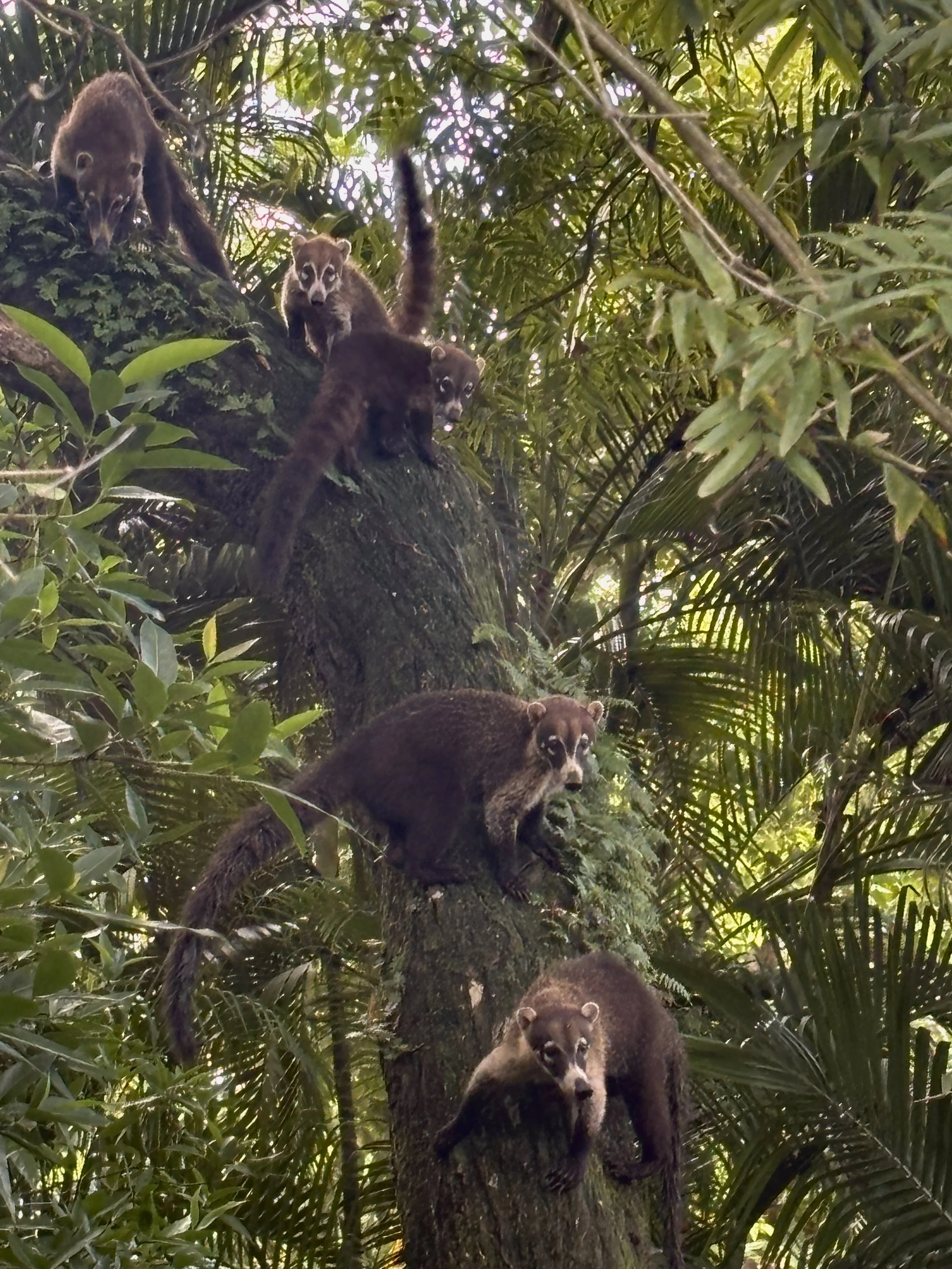 Group of five coatis on a tree trunk and branches in a dense jungle.