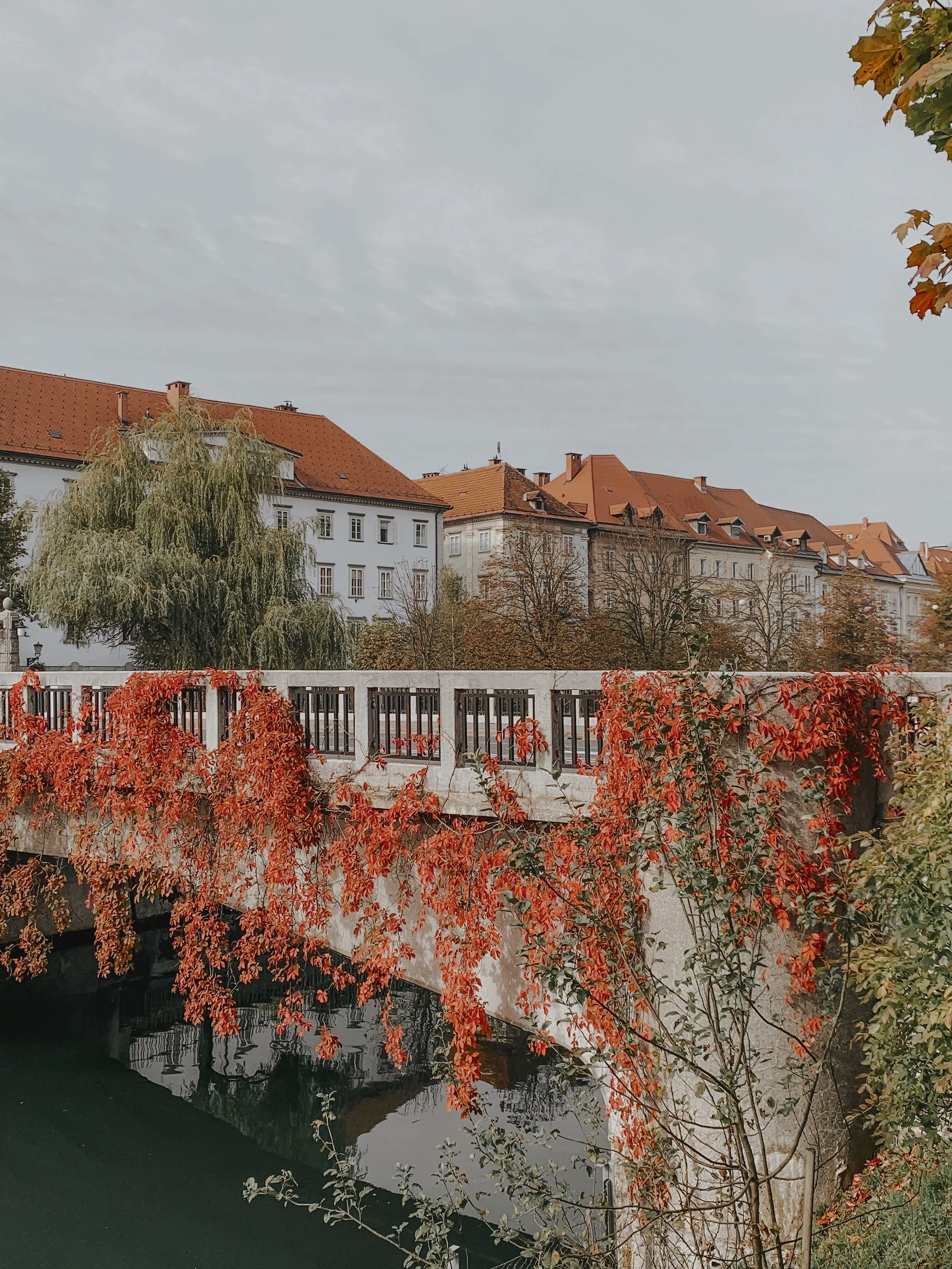 A bridge covered with red and orange autumn leaves over a calm river in a European city with white and beige buildings with red-tiled roofs in the background.