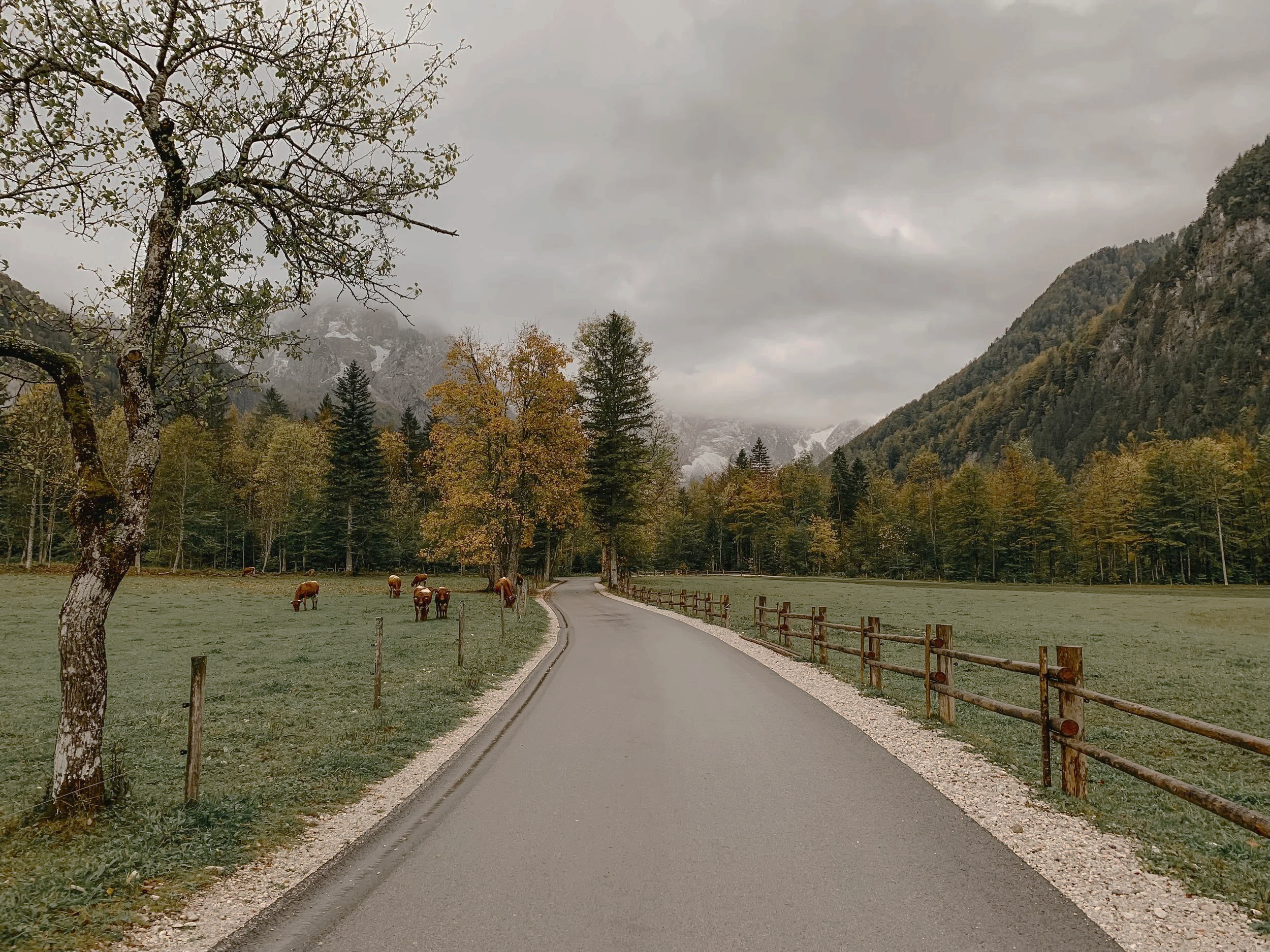 A winding rural road flanked by a wooden fence, leading into a forested landscape with mountains in the distance, under a cloudy sky. Cows are grazing on the grass beside the road, and trees with autumn foliage are present in the scene.