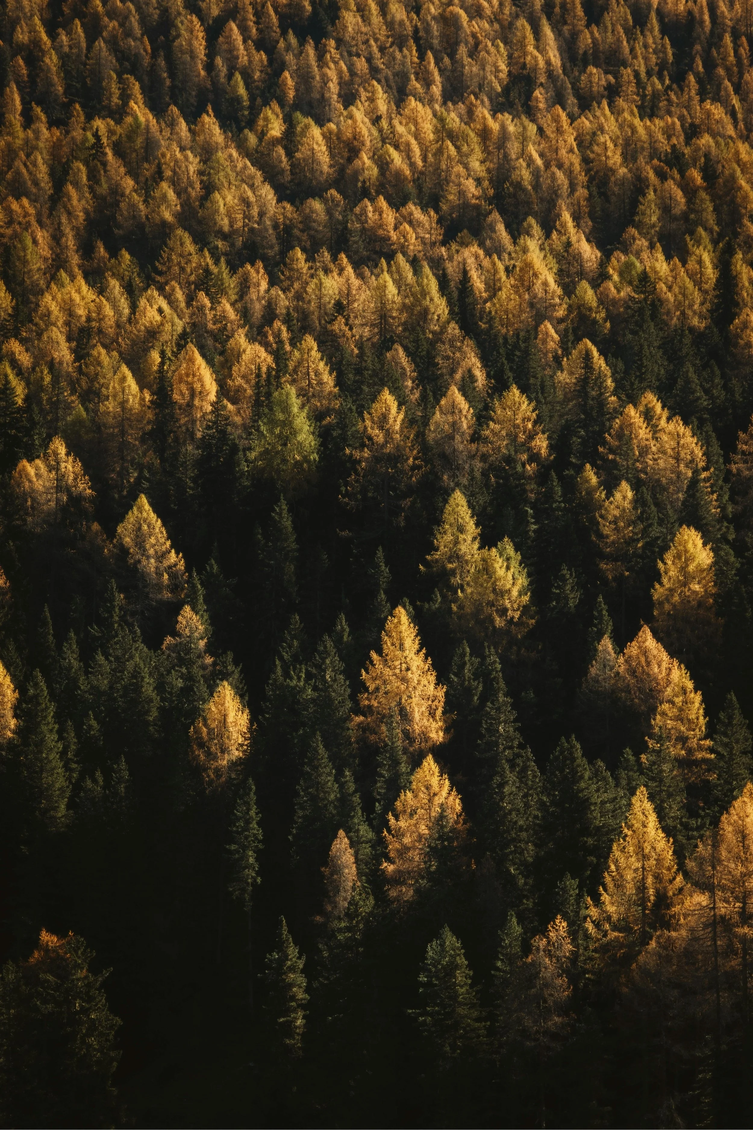 Dense forest of pine trees with green and yellow foliage.