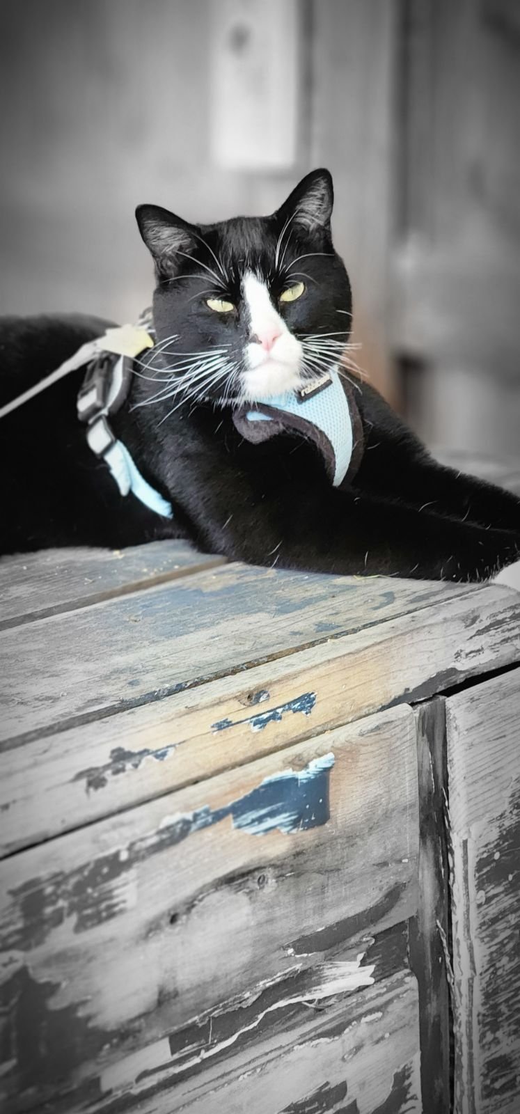 This is my boss, Oreo.  He is very serious about woodworking.