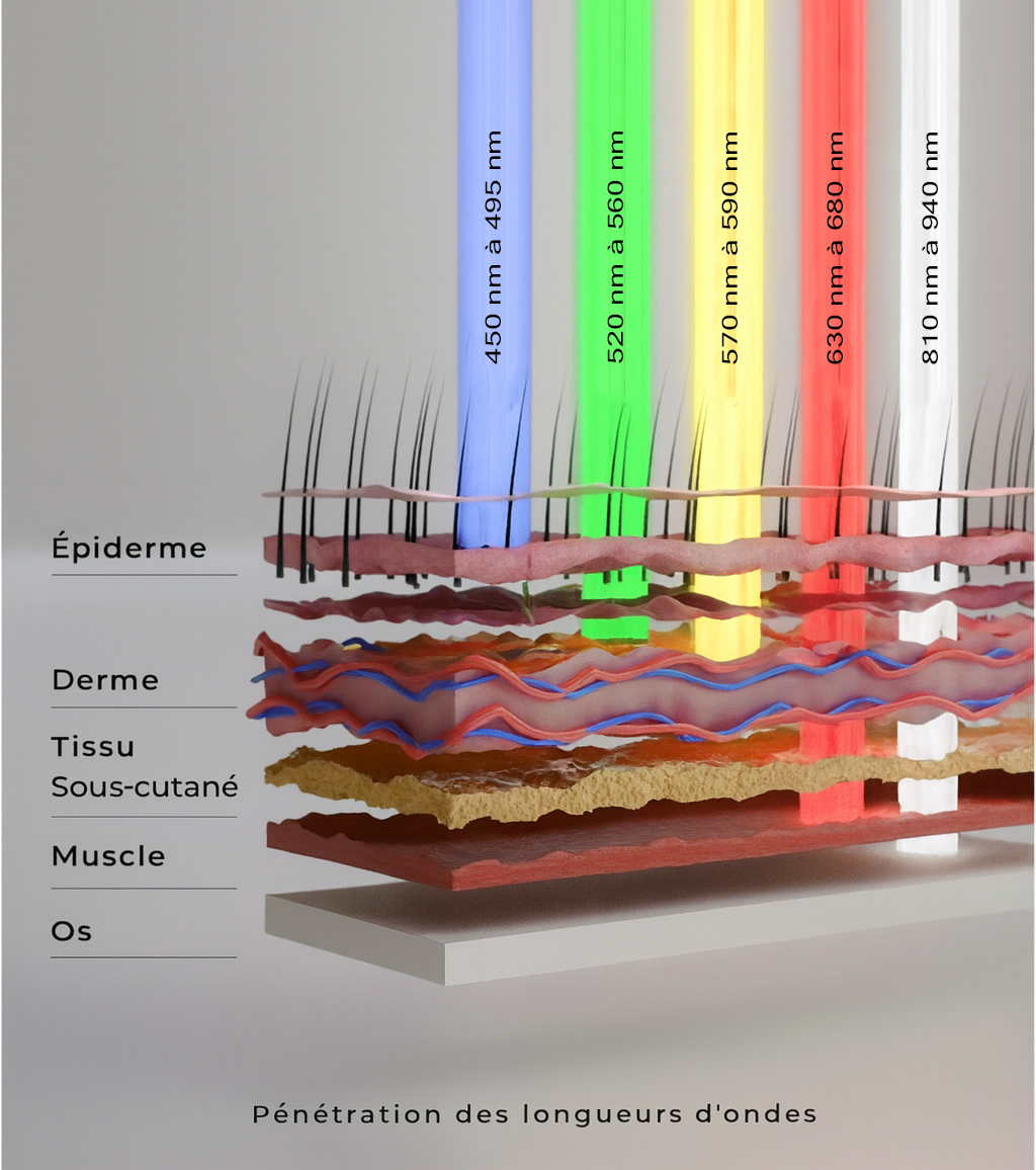 Schéma de pénétration des longueurs d'onde LED (rouge 630-700nm et infrarouge 800-940nm) dans les tissus cutanés lors d'une séance de photobiomodulation