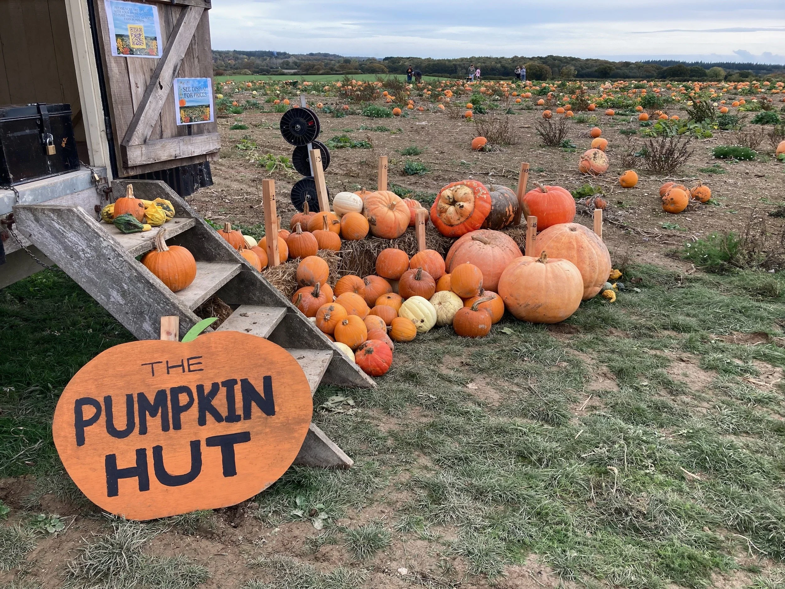 Visit to a Dorset pumpkin patch for art inspiration