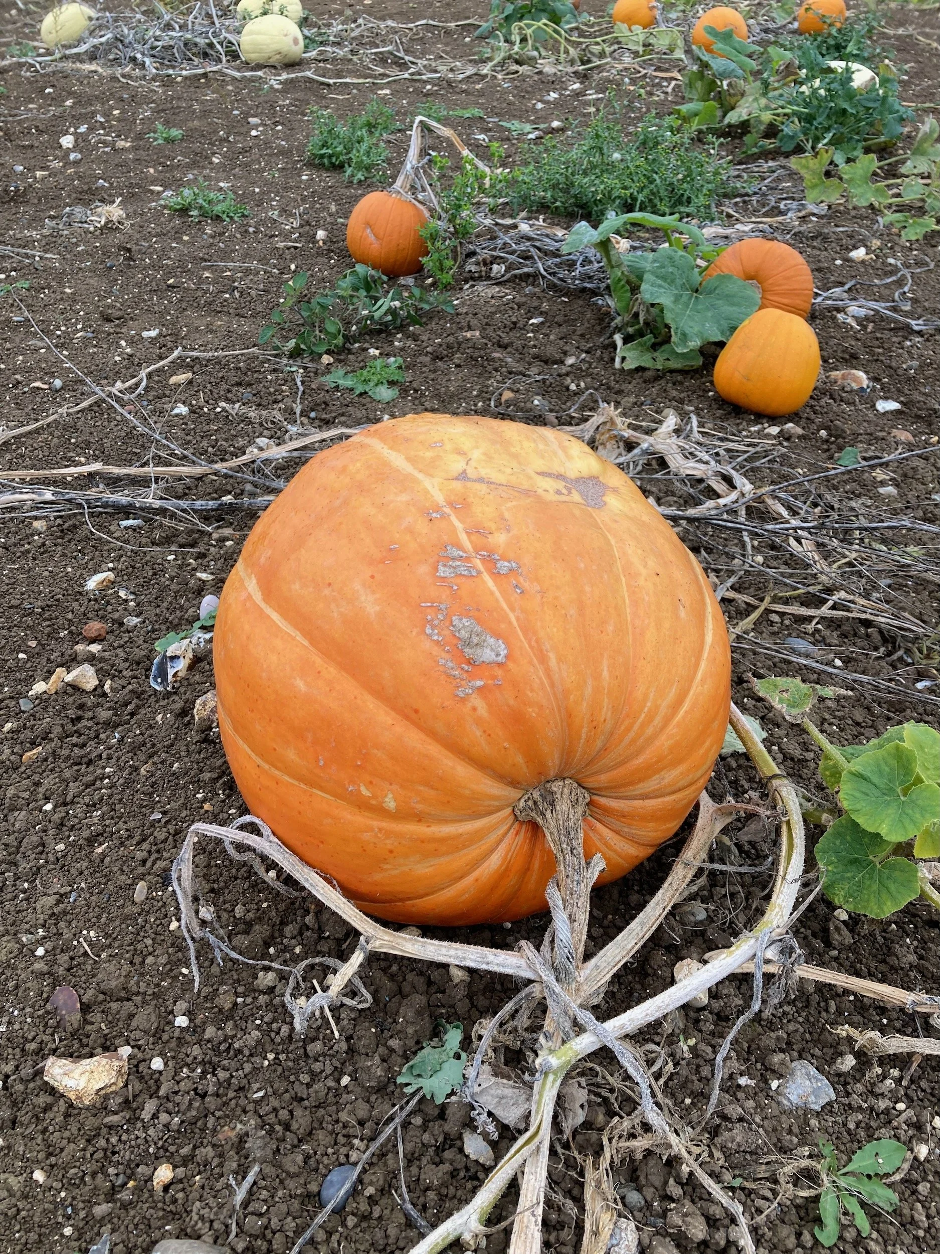 Pumpkin vine.jpeg