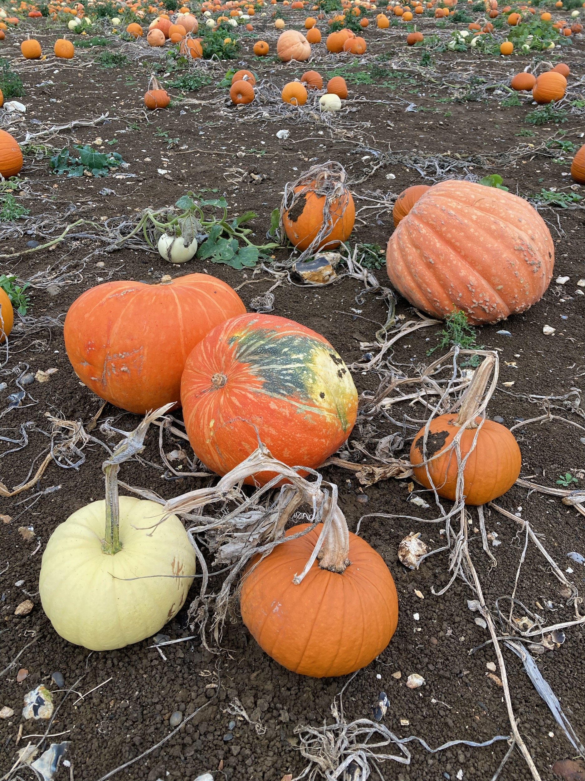 Pumpkin-picking fields.jpeg