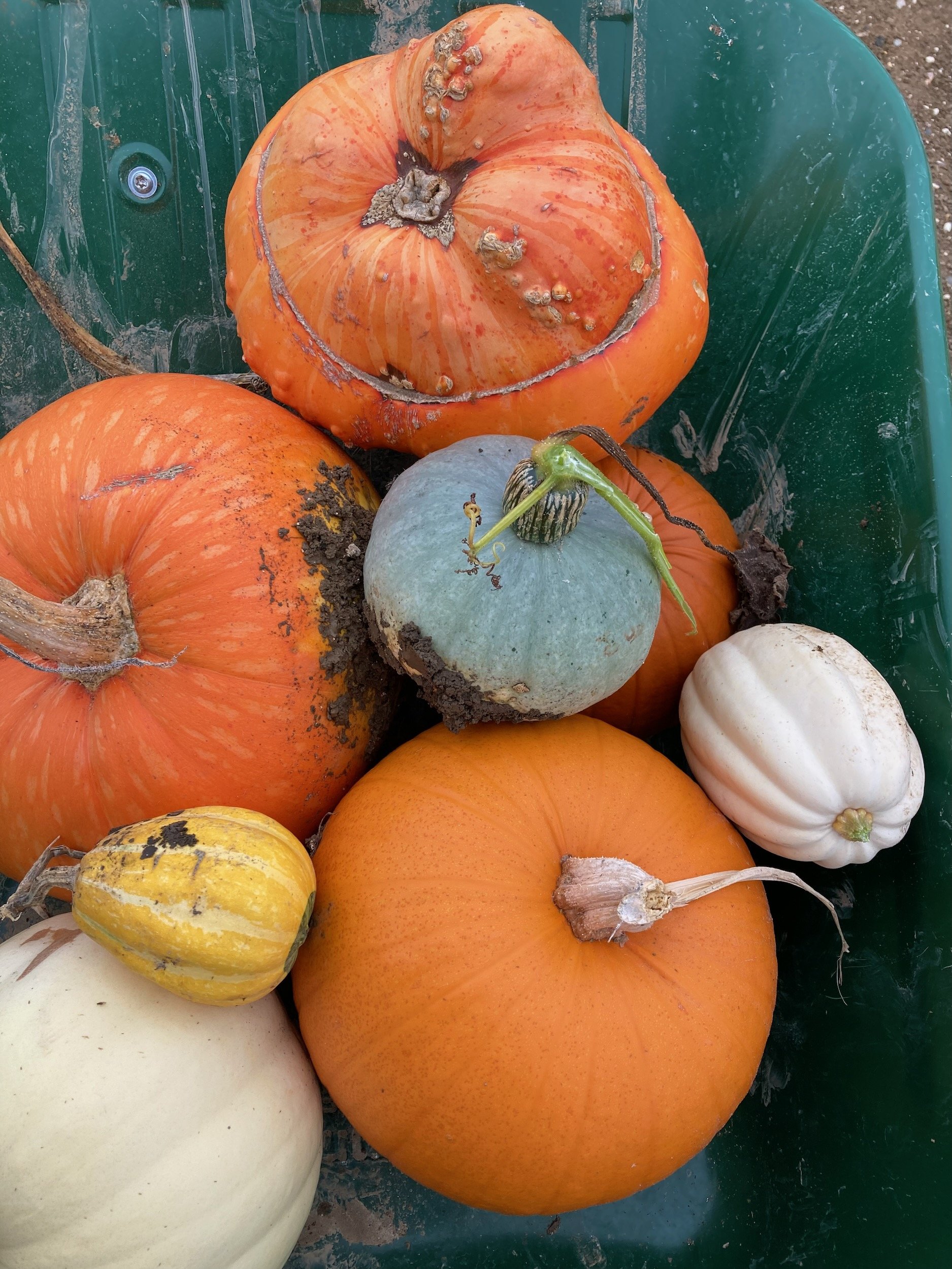 Pumpkins in a wheelbarrow.jpeg