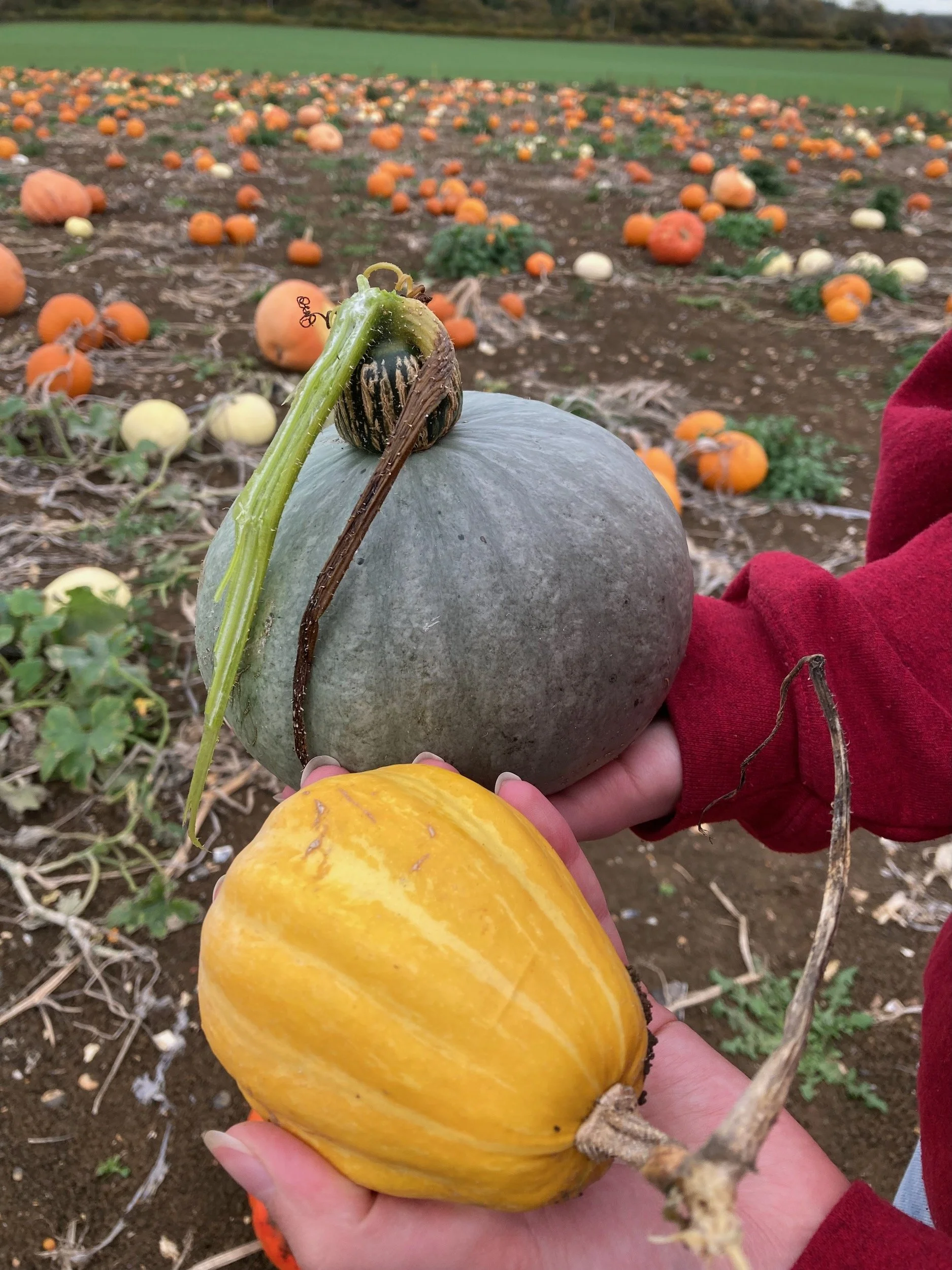 Squash varieties.jpeg