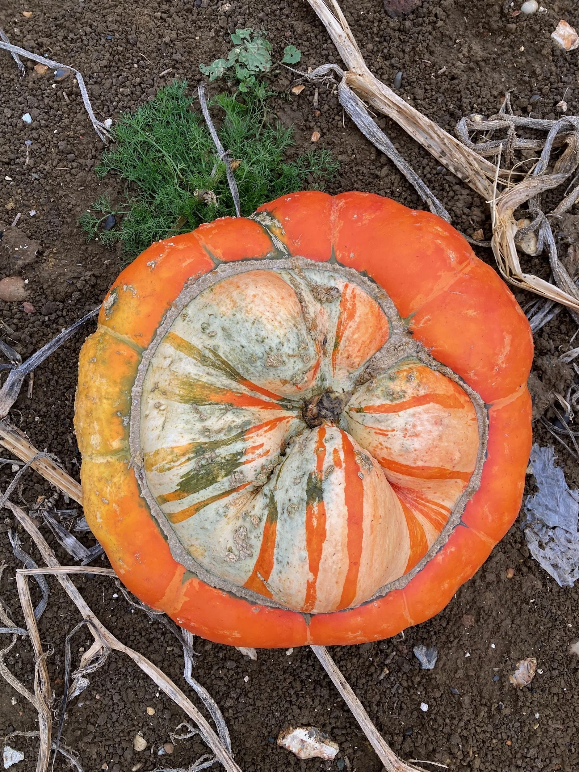 Pumpkin overhead view.jpeg