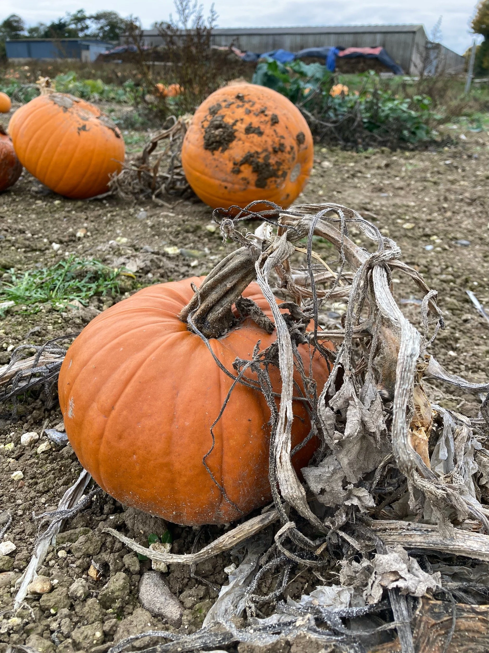 Orange pumpkin vines.jpeg