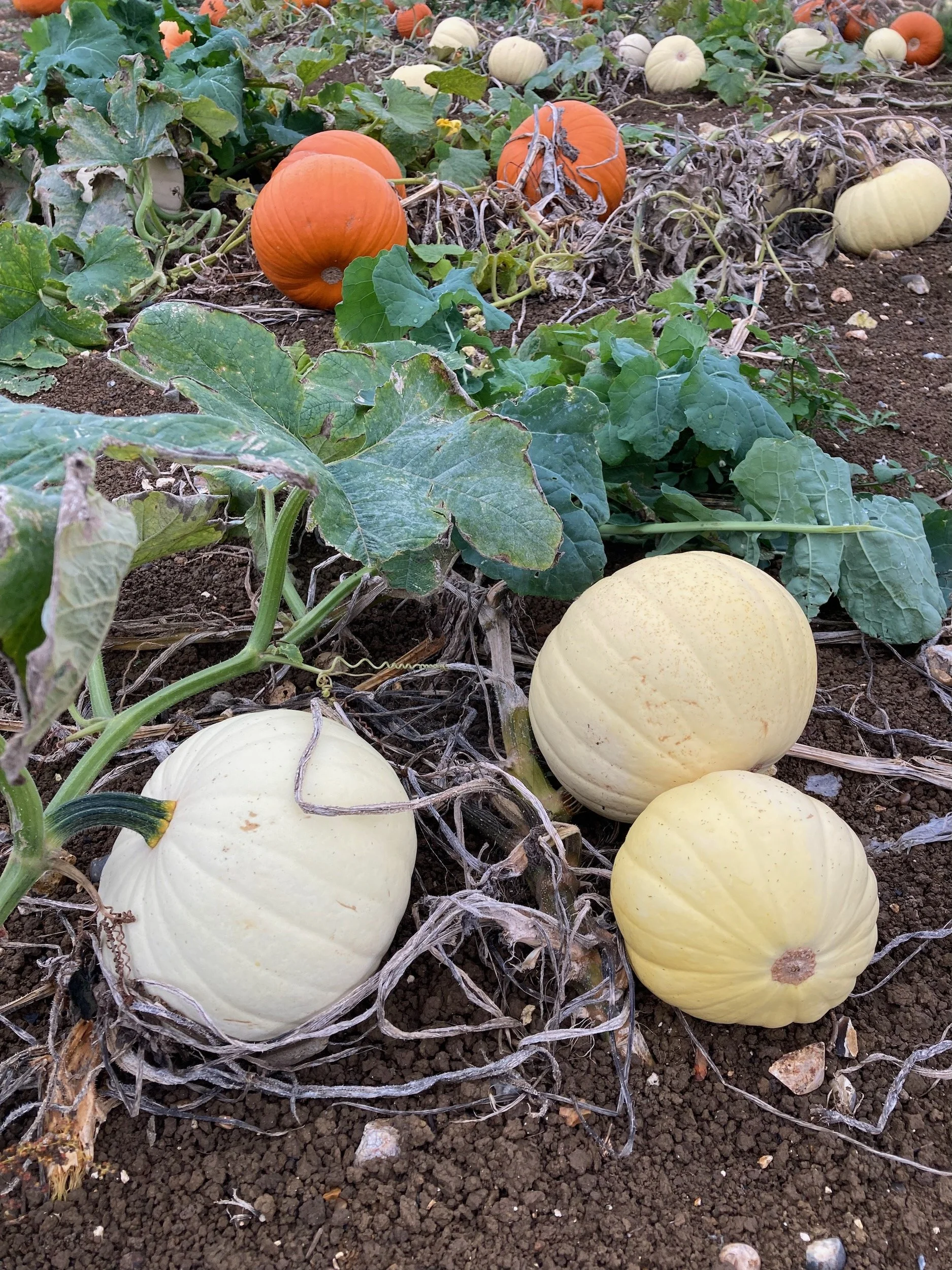 White pumpkins.jpeg
