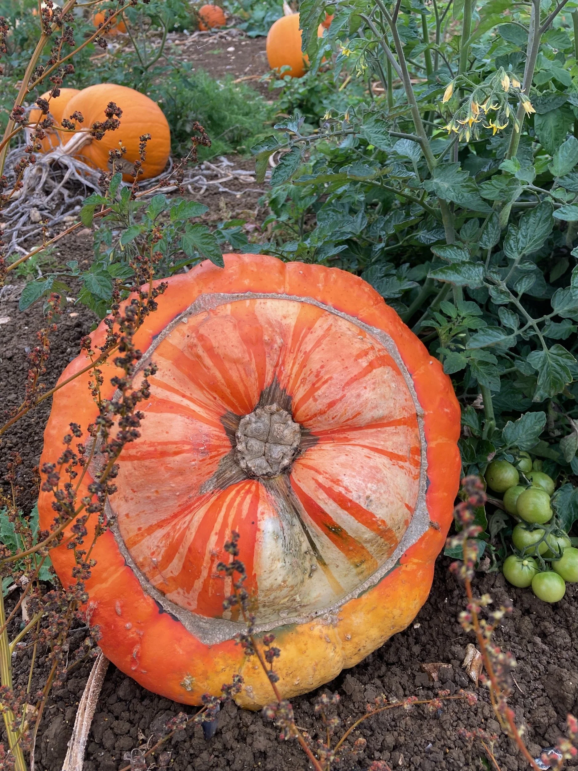 Growing pumpkins.jpeg
