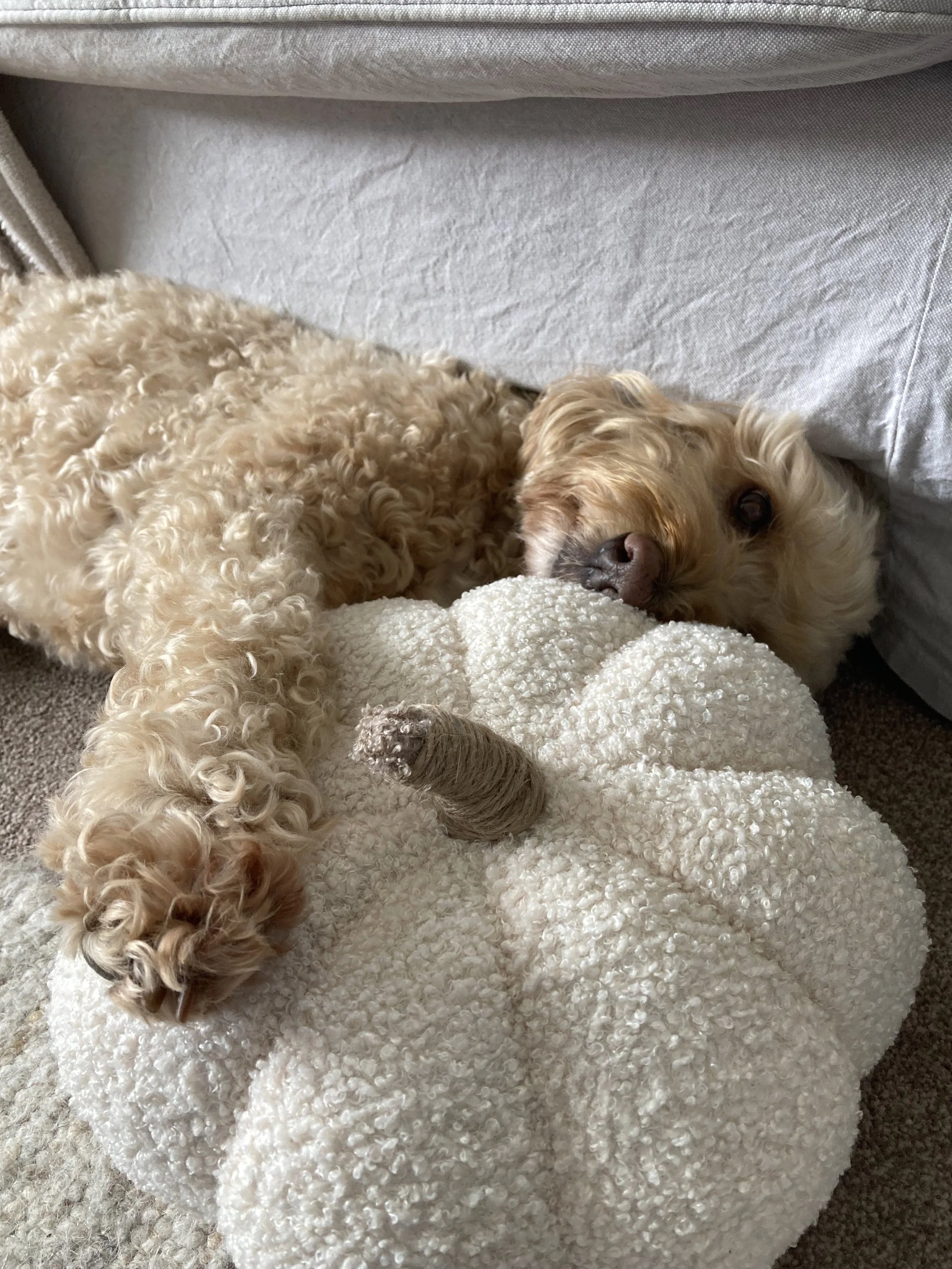Cockapoo dog and pumpkin cushion