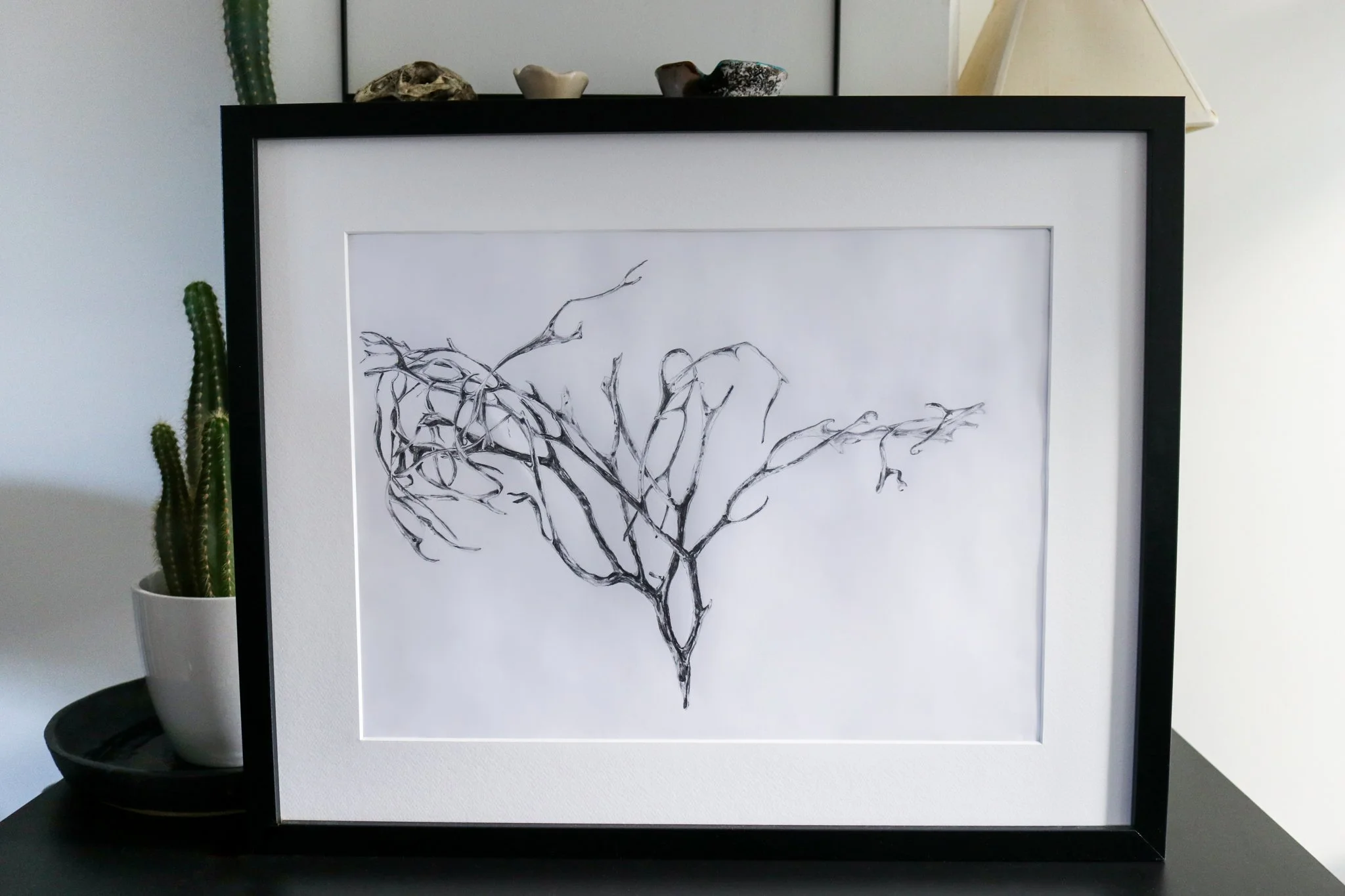 Framed pencil drawing of a piece of dried seaweed