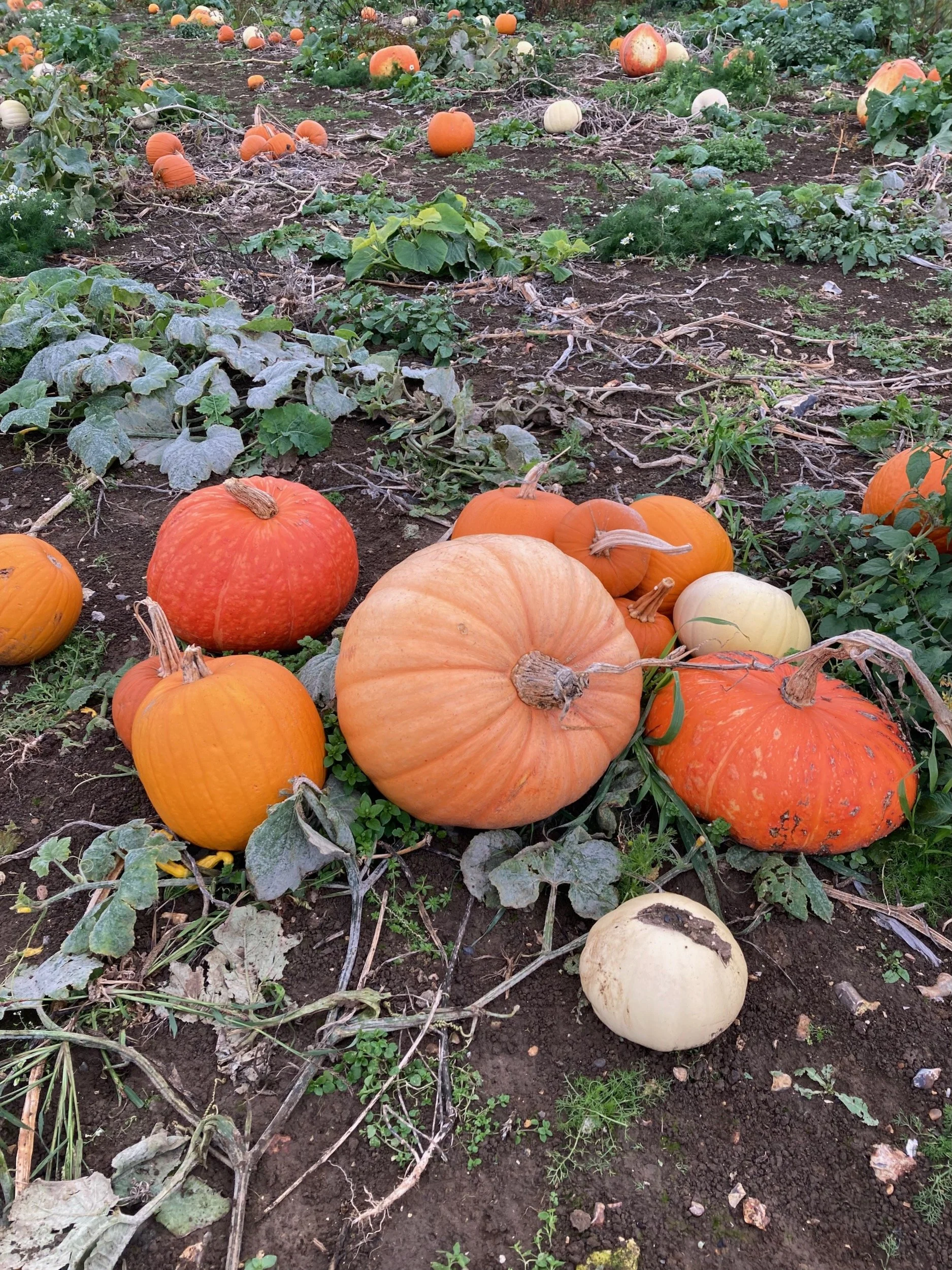 Pumpkin varieties in field