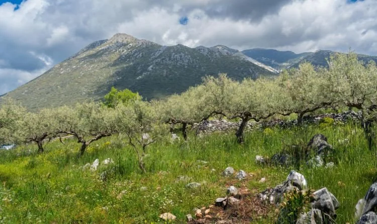 the-whole-of-messinia-smells-of-olives 20.jpg