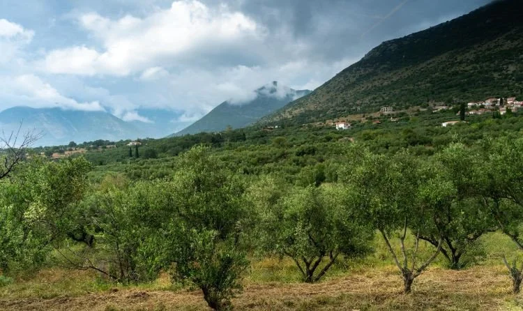 the-whole-of-messinia-smells-of-olives 22.jpg