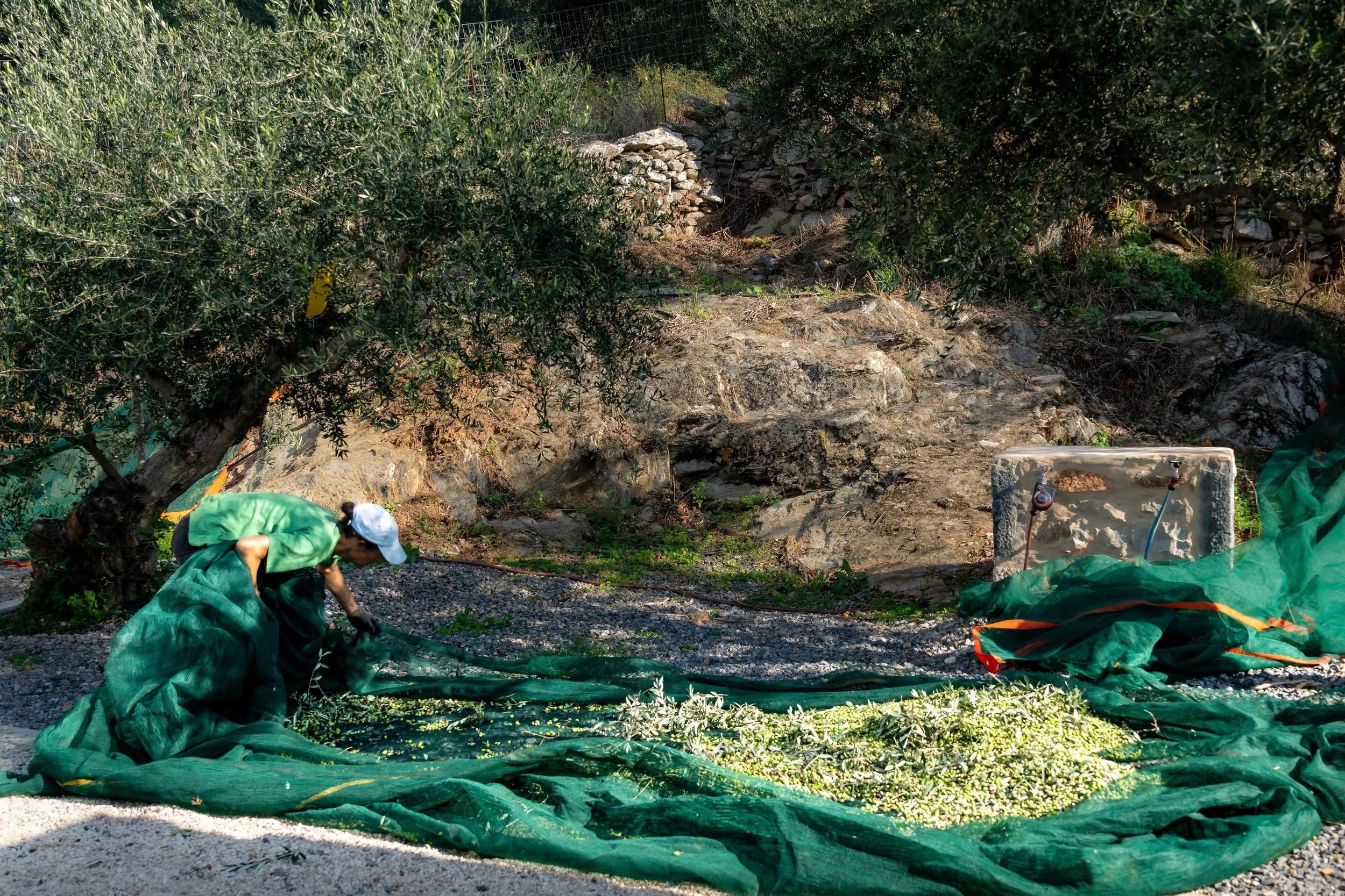 the-whole-of-messinia-smells-of-olives 5.jpg