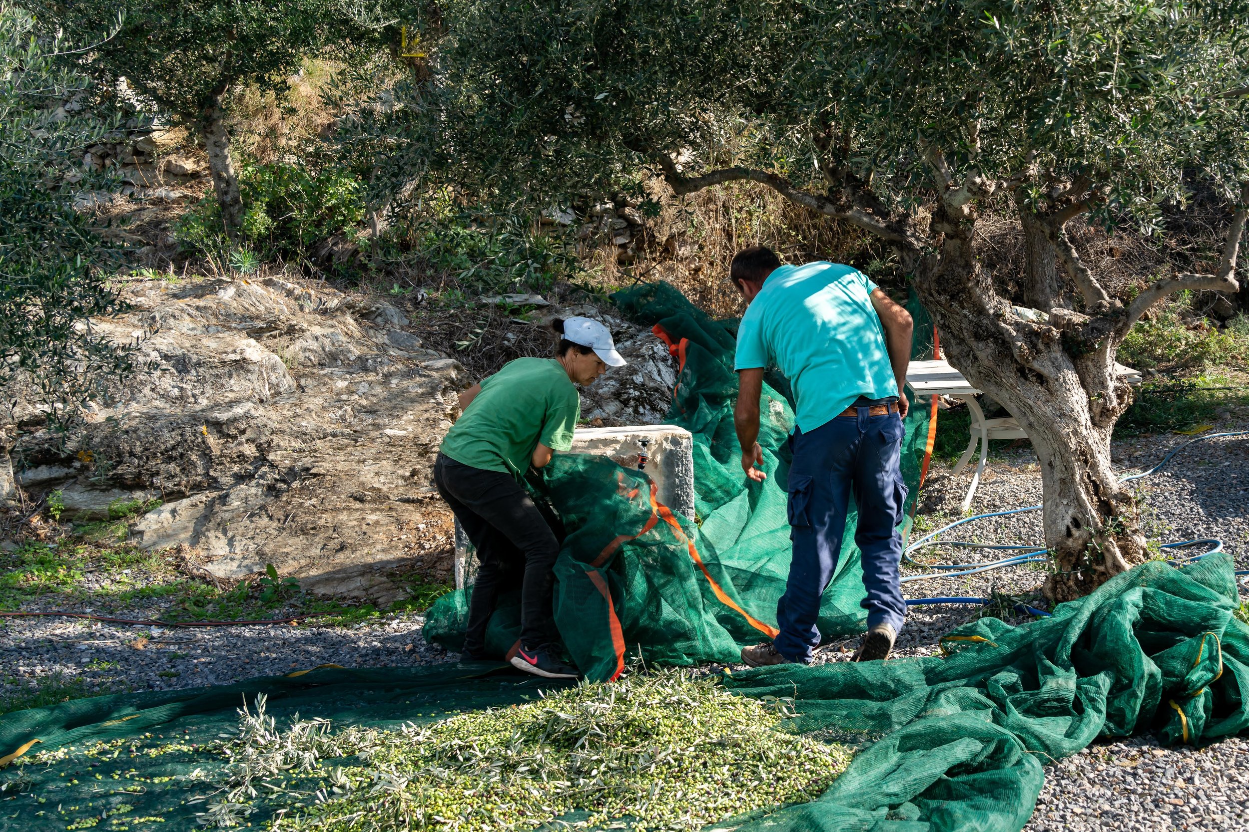 the-whole-of-messinia-smells-of-olives 4.jpg