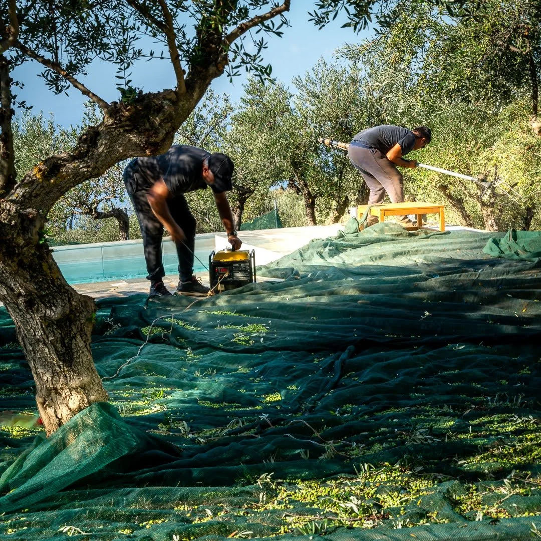 the-whole-of-messinia-smells-of-olives.jpg