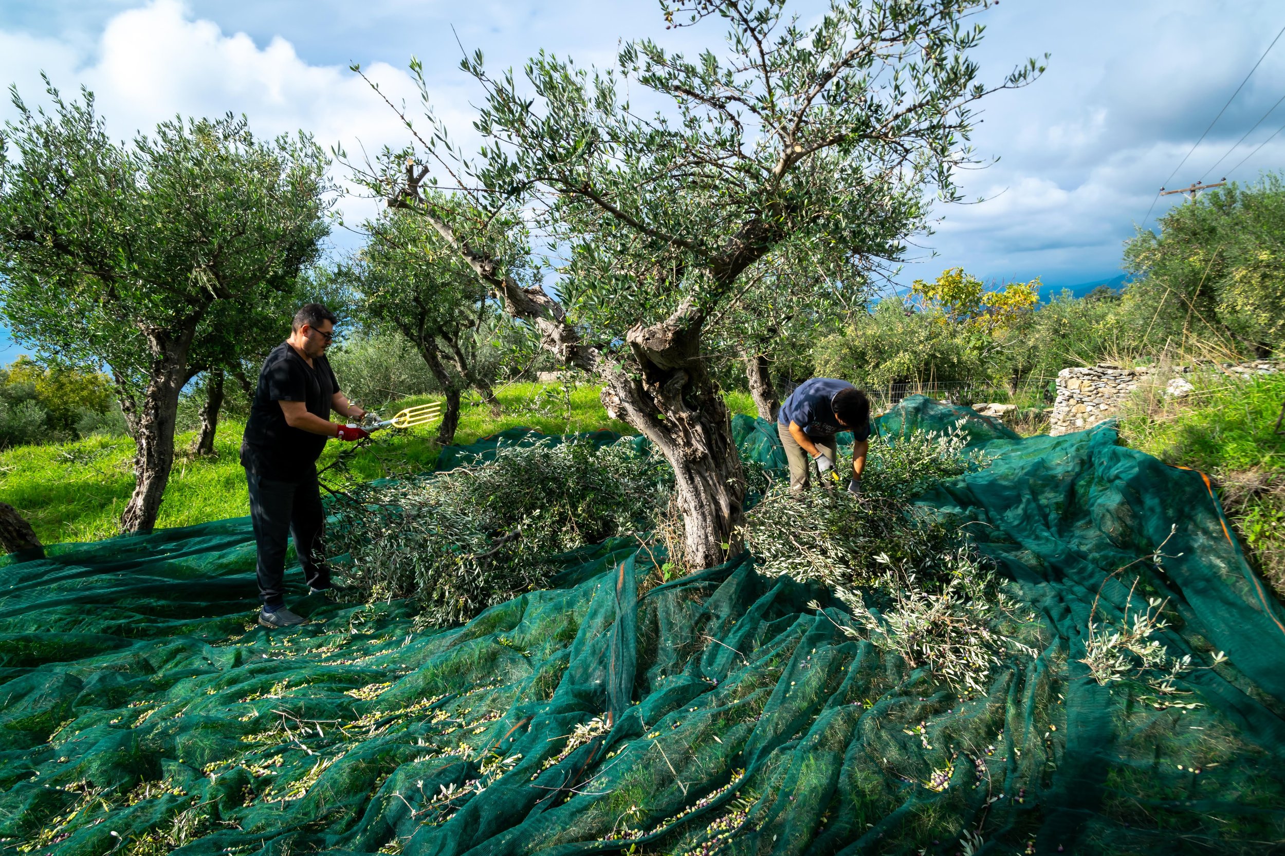 the-whole-of-messinia-smells-of-olives 12.jpg