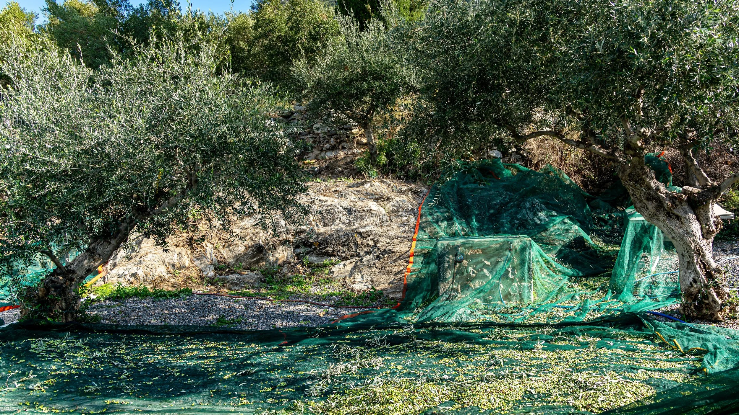 the-whole-of-messinia-smells-of-olives 2.jpg