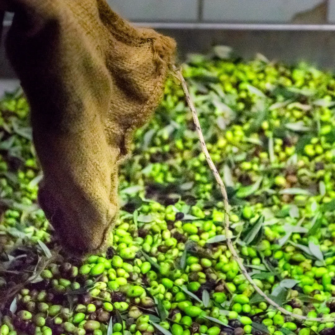 the-whole-of-messinia-smells-of-olives 7.jpg