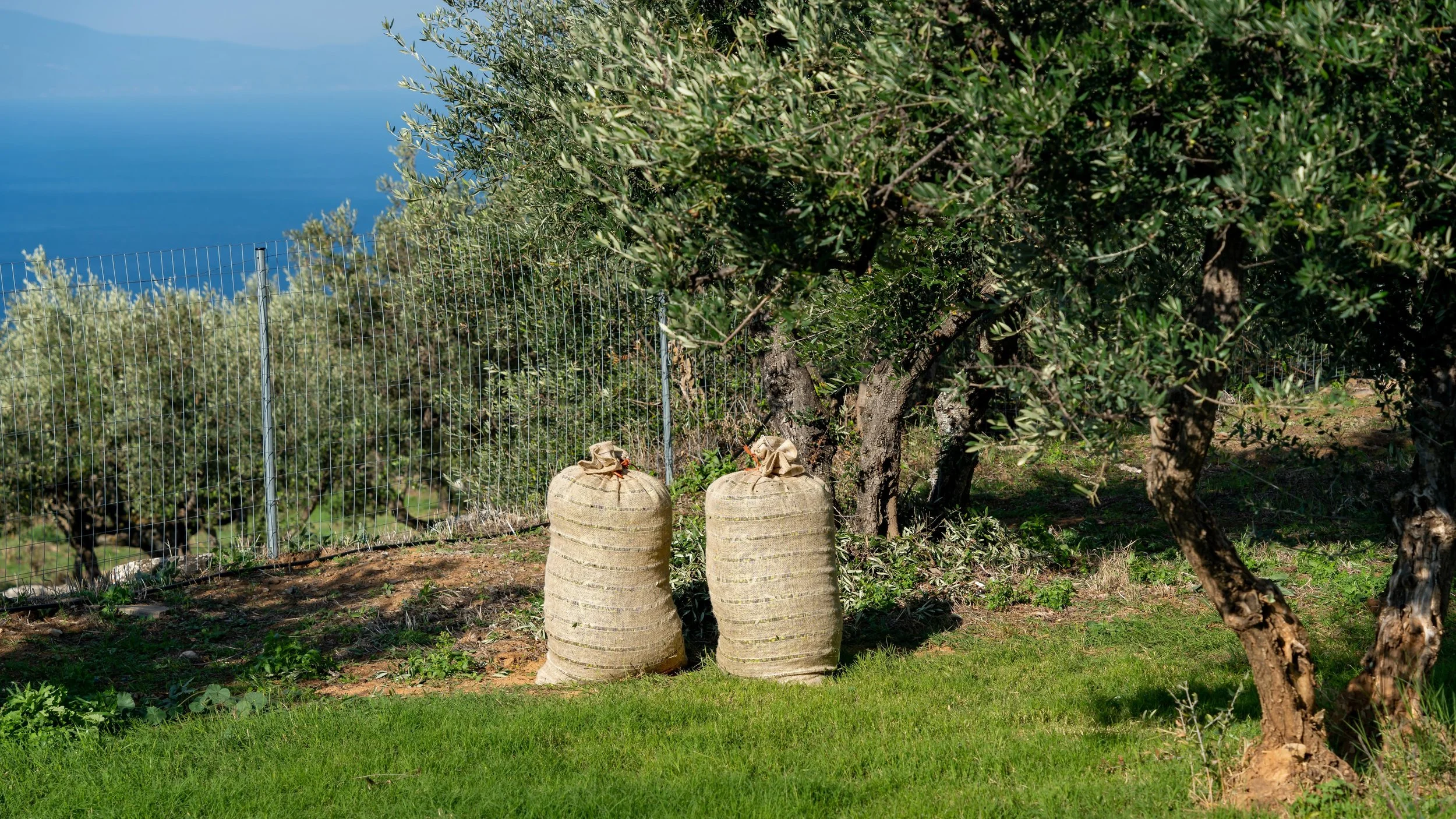 the-whole-of-messinia-smells-of-olives 1.jpg