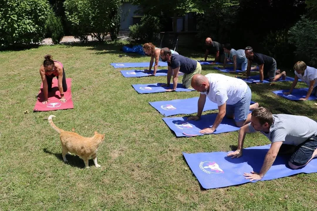 Un groupe de personnes participe à une séance de yoga en extérieur, en position à quatre pattes, sur des tapis bleus, sous un arbre. Un chat orange se trouve à proximité sur l'herbe.