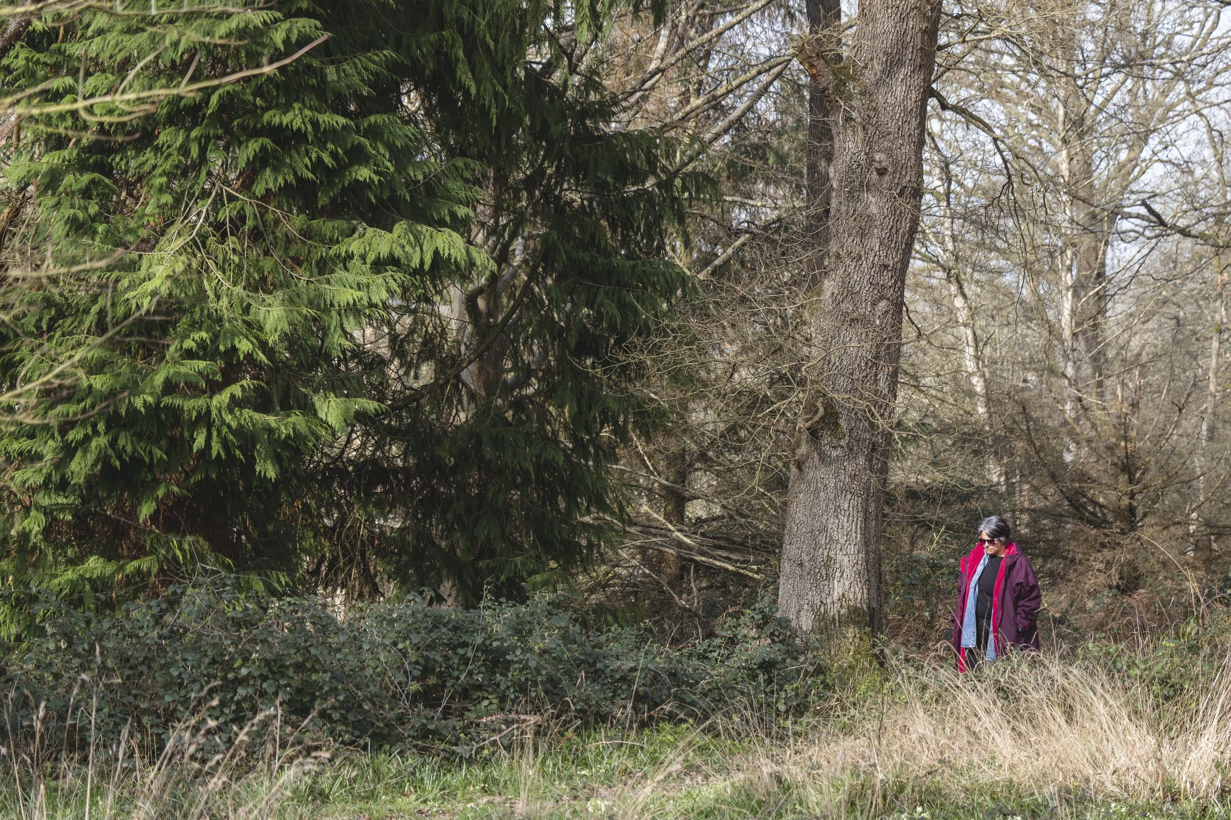 A woman wearing a purple coat and sunglasses walking in a forested area with tall trees, bushes, and grass.