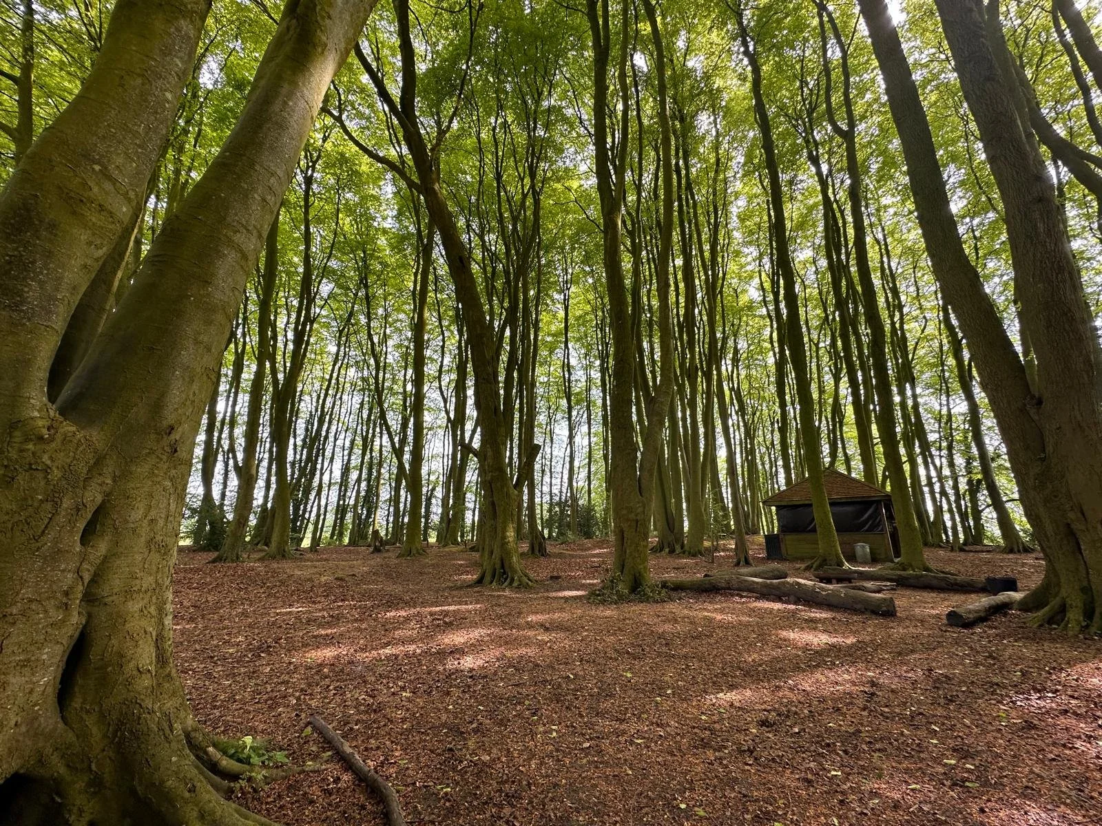 Saturday - 11/07/26 - White Ennox Woods